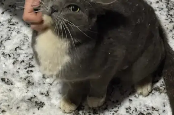 Найдена кошка, Хабаровск, фото: Кошка найдена: Стрельникова 10, Хабаровск