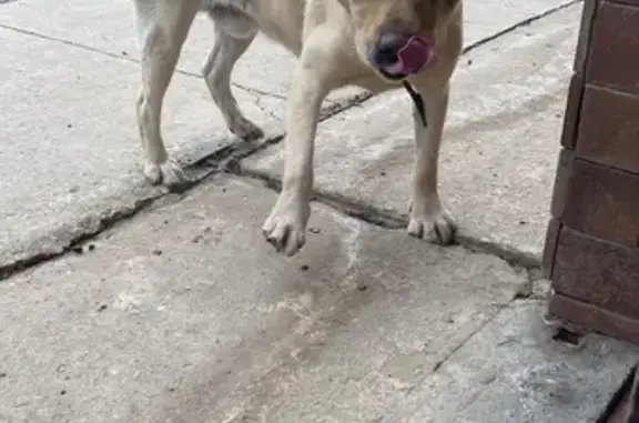 Найдена собака, Астрахань, фото: Лабрадор найден на Керченской 31, Астрахань