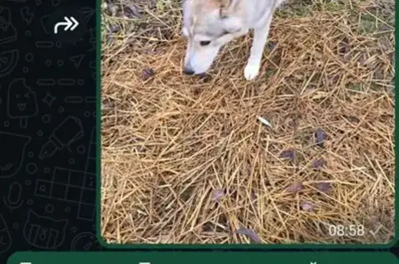 Собаки потеряшки, , фото: Потеряшка собака, Пестречинское с/п, Татарстан