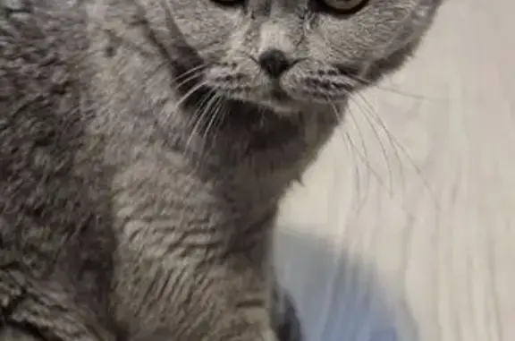 Найдена кошка, Нижневартовск, фото: Кошка найдена, Интернациональная 14, Нврт.