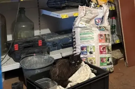 Найденные животные Тамбовская область, фото: Найдена кошка в Пушкарях, Тамбовская обл.