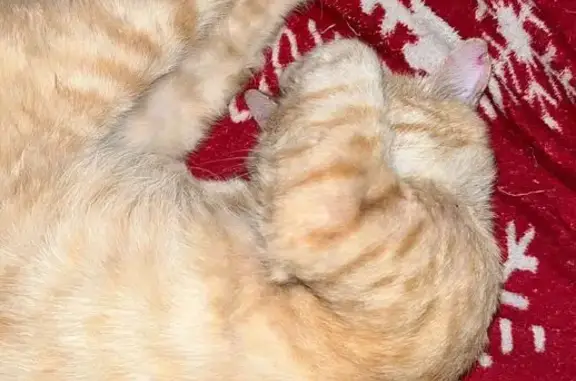 Кошки потеряшки, Астрахань, фото: Потеряшка рыжая кошка, ул. Л. Шевцовой