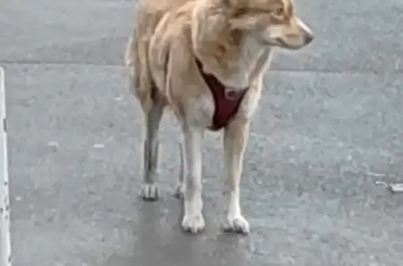 Найдена собака, Омск, фото: Собака у Валберис, Завертяева 9/17, Омск