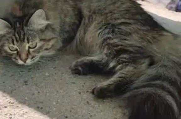 Пропала кошка, Южный, Краснодарский край