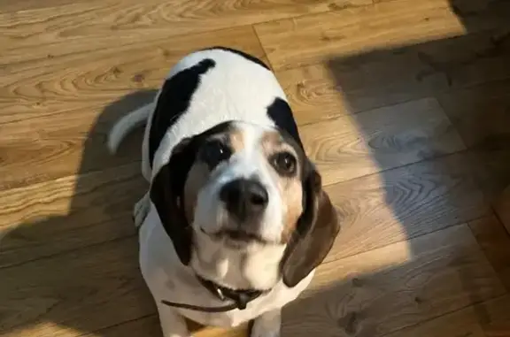 Пропала собака, Невская ул., Нижний Новгород