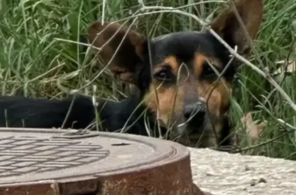 Найдена собака, , фото: Собака найдена, Парковая ул., Белоглинка