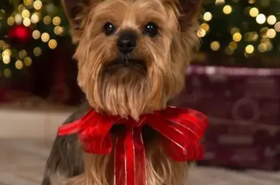 Собаки потеряшки, Краснодарский, фото: Потеряшка собака, Апшеронский пр., 16