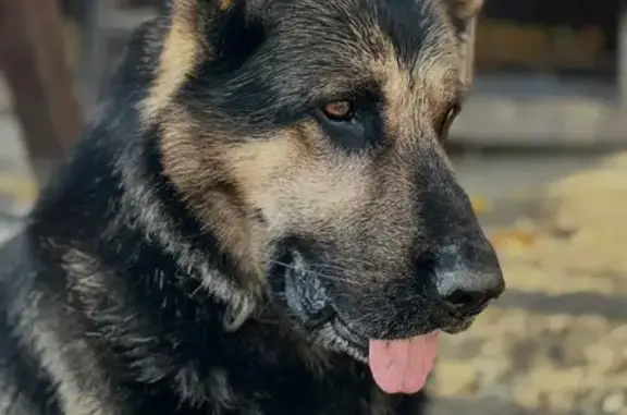 Найдена собака, Краснодар, фото: Собака найдена: 2-й Городецкий пр., 3 к1