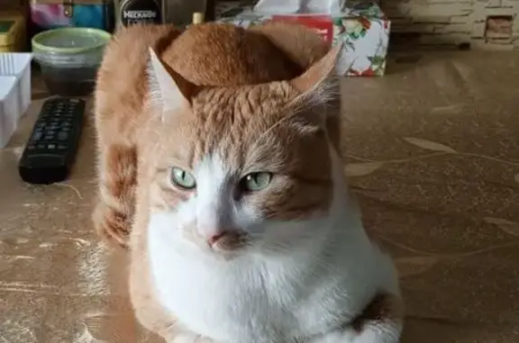 Пропала кошка, ул. Дикопольцева 64, Хабаровск