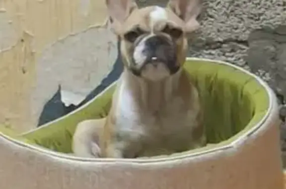 Пропала собака, ул. Прохорова 16, Новороссийск