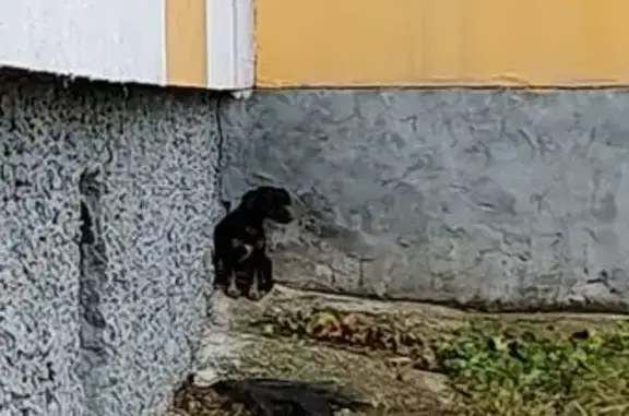 Собака найдена: Демократическая ул., 3