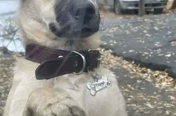 Собаки потеряшки, Краснодар, фото: Потеряшка собака, ул. Ставропольская 183