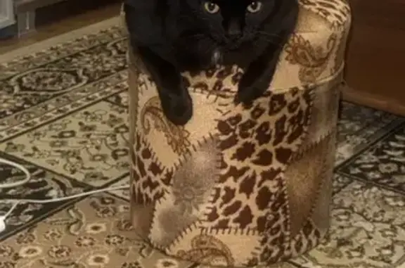 Пропала черная кошка, Махачкала