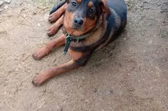 Пропала собака, ул. Стопкино, Алексин