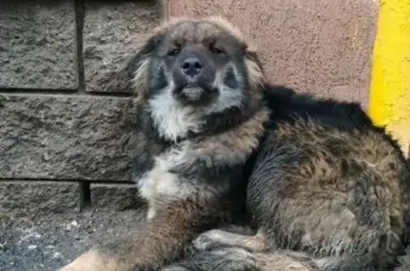 Собака найдена: ул. Ленина 59, Уфа