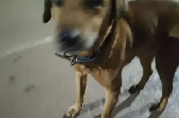 Найдена собака, ул. Бородина, 28, Тула