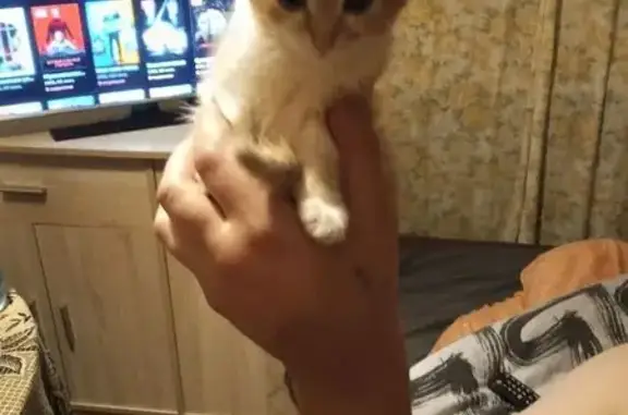 Пропала кошка, Восточная ул. 46, Курск