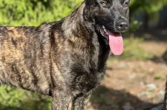 Собаки потеряшки, Ленинградская область, фото: Потеряшка собака, Дружноселье, Ленобласть