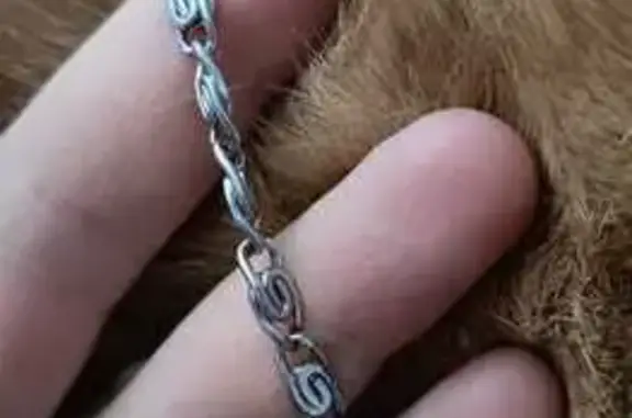 Найденные животные Петрозаводск, фото: Кошка найдена: Афанасьева, 2, Петрозаводск