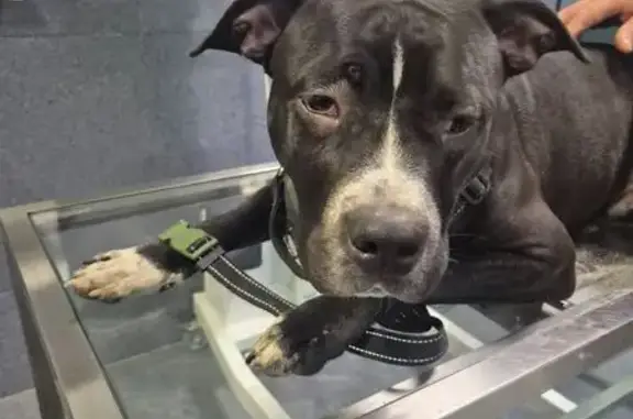 Сбитый стафф найден: ул. Болдина, 99, Тула