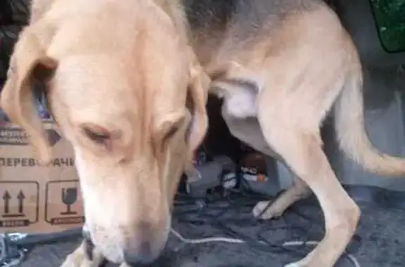 Пропала собака, Набережная ул., Хохол