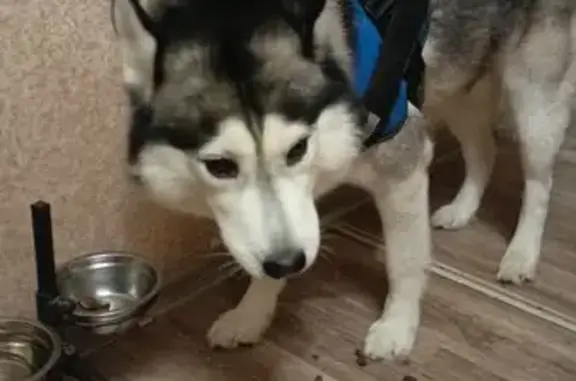 Найденные животные Мурманск, фото: Собака найдена на ул. Старостина, Мурманск