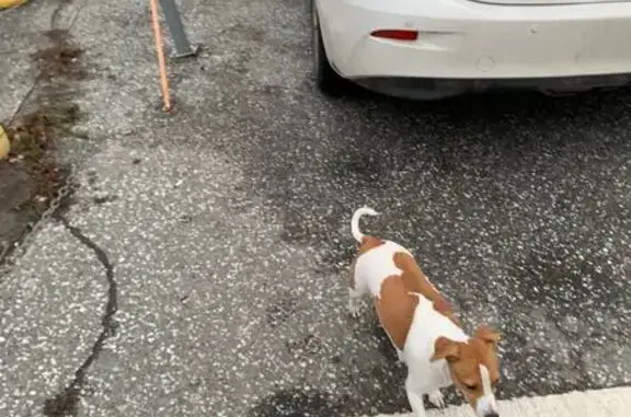 Найдена собака, , фото: Собака найдена у вокзала Казань, Татарстан