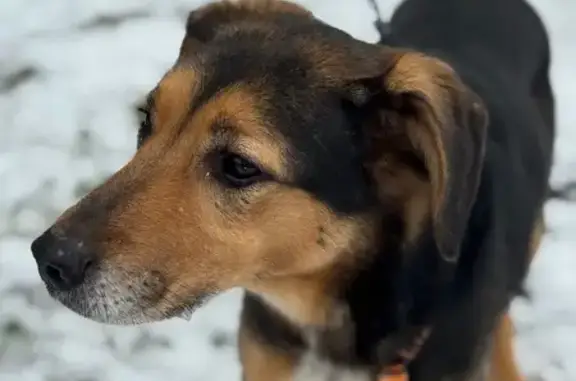 Найдена собака, Московская область, фото: Собака найдена в лесу, МО