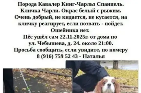 Собаки потеряшки, Воронеж, фото: Потеряшка собака, Чебышева 24, Воронеж