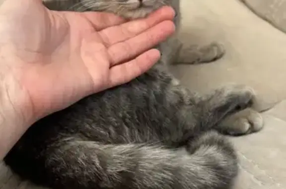 Найденные животные Старый Оскол, фото: Кошка найдена: Мирная ул., Старый Оскол