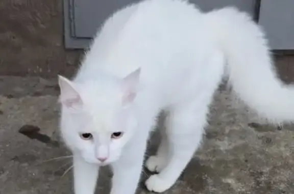 Найдена кошка, Санкт-Петербург, фото: Белая кошка найдена на Оптиков, 52к2В