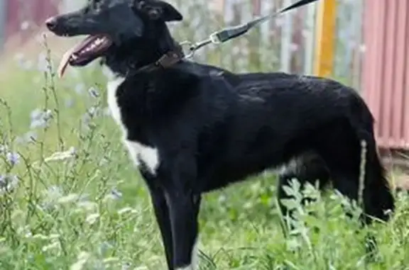 Пропала собака Стрелка, Новосибирская обл.