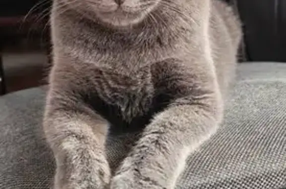 Найденные животные Ставропольский край, фото: Красивая кошка найдена в Новомарьевской