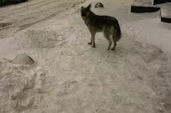 Собака найдена у Буфф-сада, ул. Герцена, Томск