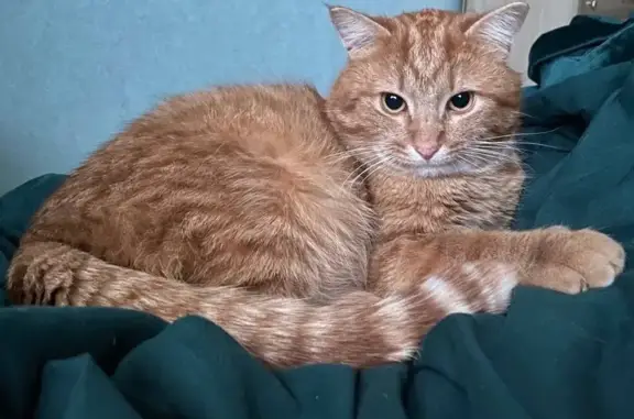 Пропал рыжий кот Лева, ул. Физкультурников