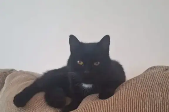 Пропала чёрная кошка, Екатеринбург