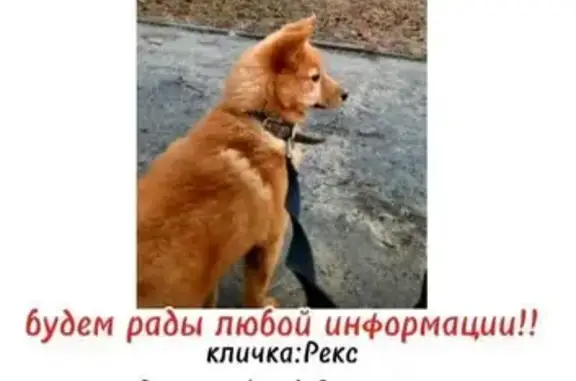 Пропала собака Рыжий, Брянская обл.