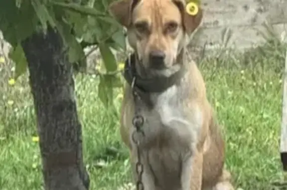 Пропала собака, Атаманская ул., Ставрополь