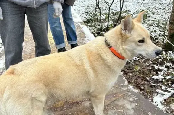 Найдена собака, Москва, фото: Найдена собака, Тропарёво, Лиственничная аллея