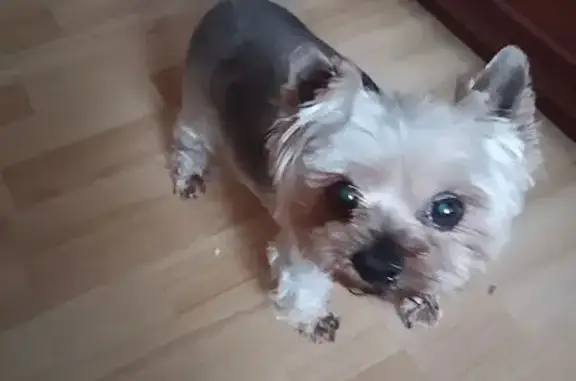 Пропала собака, Сергиев Посад, МО