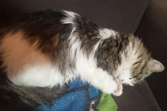 Пропала кошка, Малояз, Башкортостан