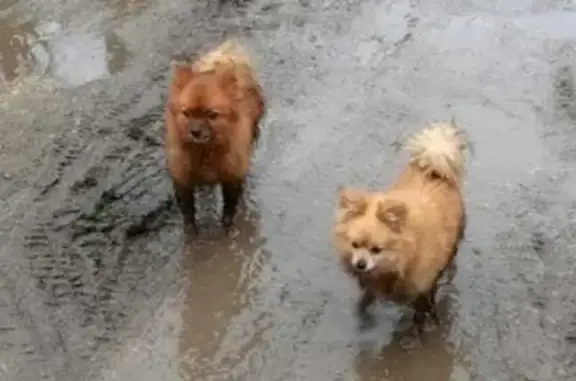 Найдена собака, Орёл, фото: Найдены 2 шпица, Полевая ул., Орёл