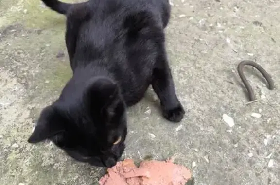 Найденные животные Геленджик, фото: Кот найден на ул. Островского, Геленджик