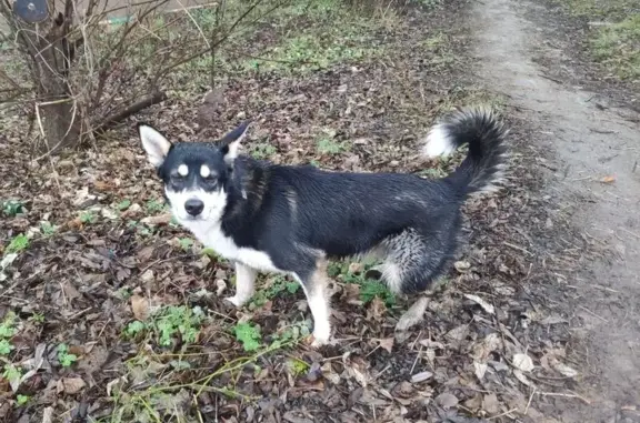 Пропала собака, ул. Металлургов, Тула