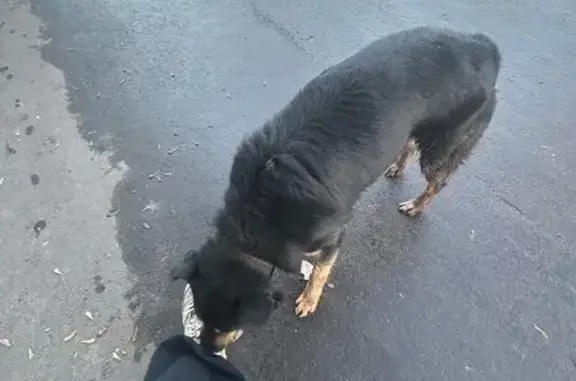 Найдена собака, Нижний Новгород, фото: Собака найдена на Заводской, Н. Новгород