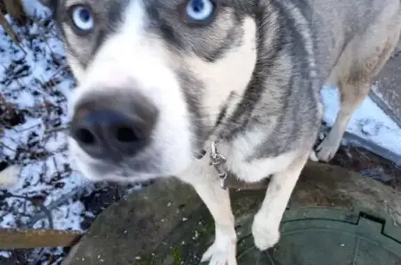 Найдена собака, Подвязново, фото: Собака найдена: Подвязново, 46Н-09022