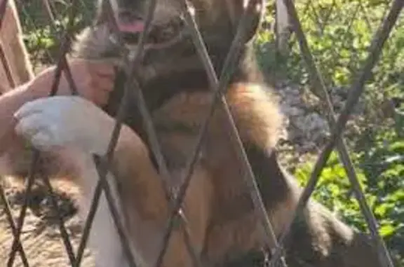 Собаки потеряшки, , фото: Потеряшка собака в Печищах, Татарстан