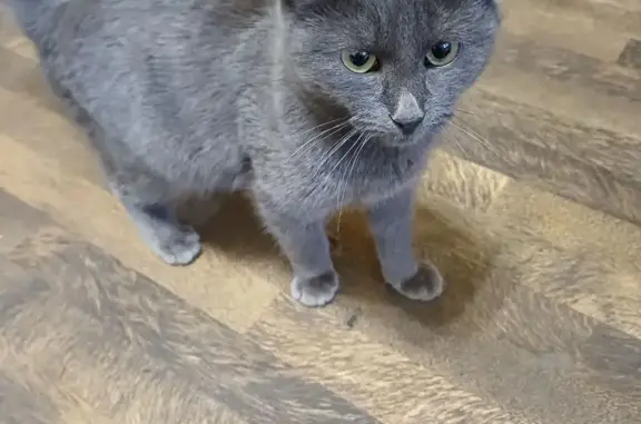 Найдена кошка, Смоленск, фото: Кошка найдена: Серо-серебристый 37, Смоленск