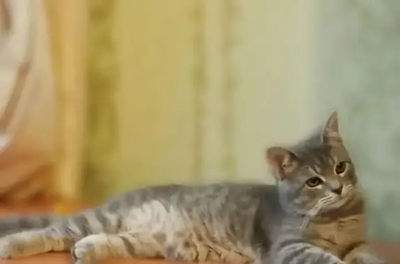 Пропала кошка, ул. Победы 13, Бор