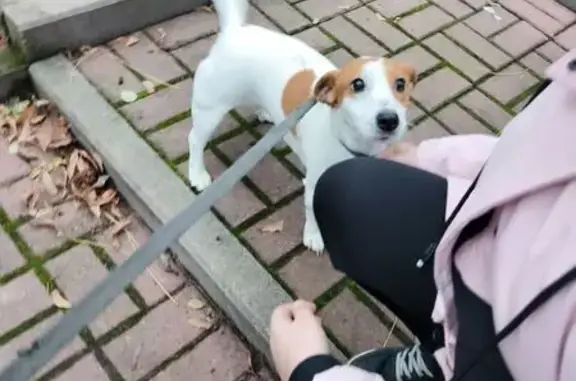 Найдена собака, , фото: Собака найдена, ул. Салтыкова-Щедрина